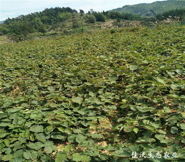 基地风貌