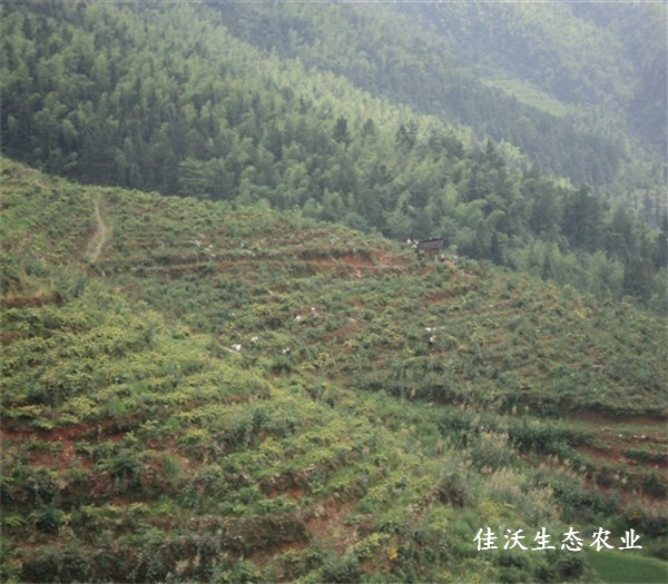 隆回金银花在英国备受好评